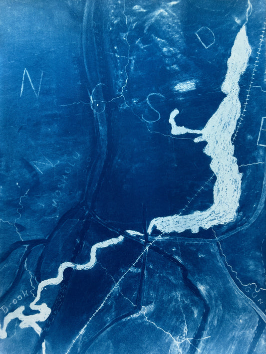Maya Ciarrocchi, Muscota, Cyanotype on Watercolor Paper, 24 X 18"