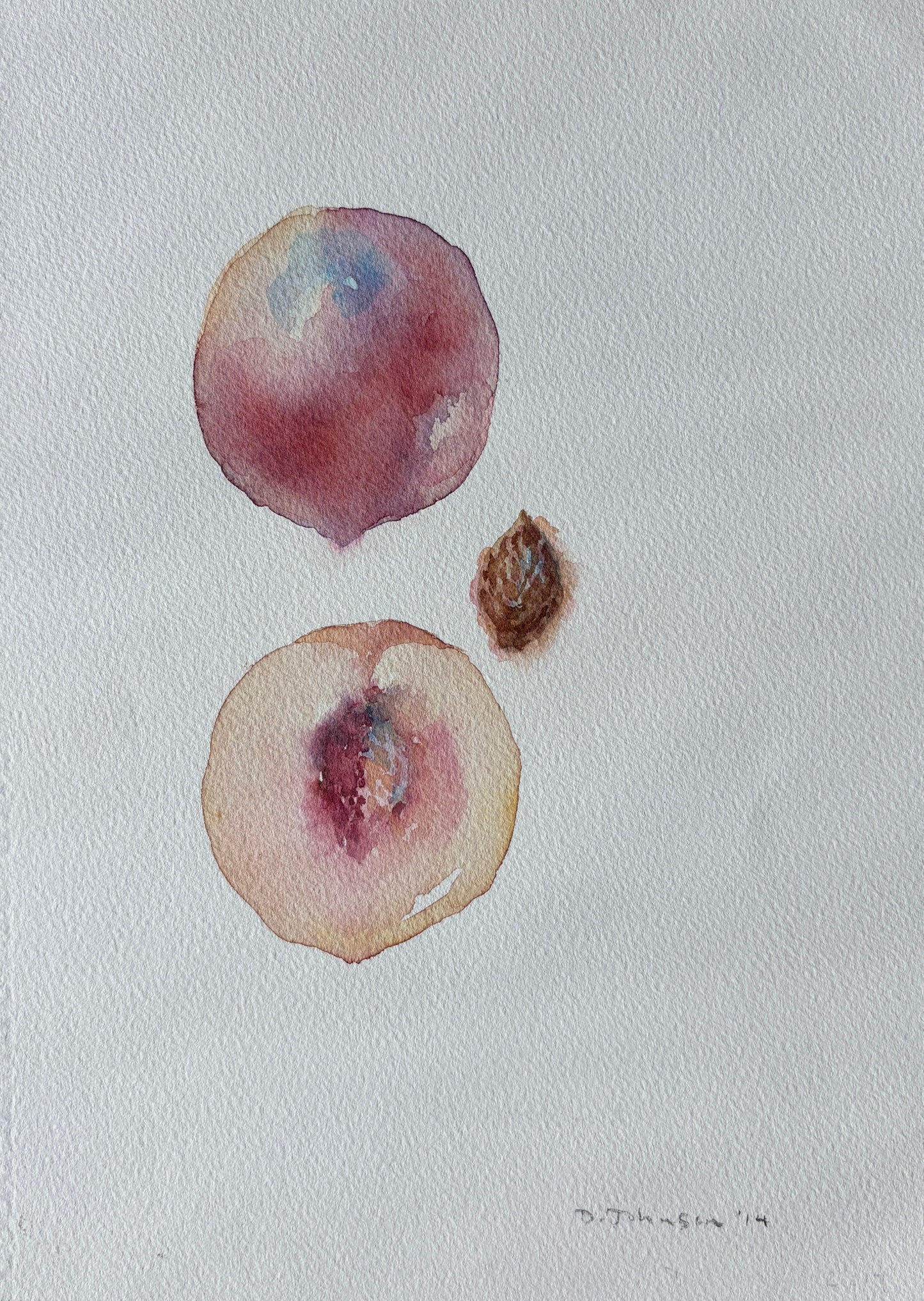 David Johnson, Nectarine Peach, Watercolor on Paper, 11 1/4 X 8 1/4"
