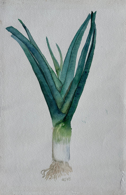 David Johnson, Leek, Watercolor on Paper, 15 1/2 X 10"